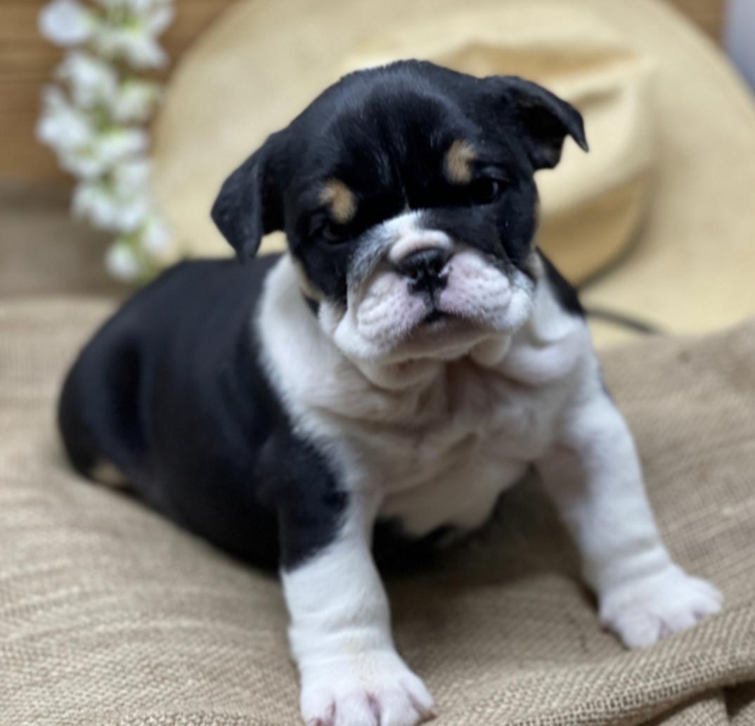 comprar cachorros sanos, baratos y asequibles para la venta